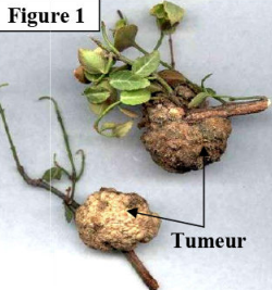 Le génie génétique: Principes et techniques